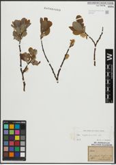 Foto von Salix appendiculata Vill.